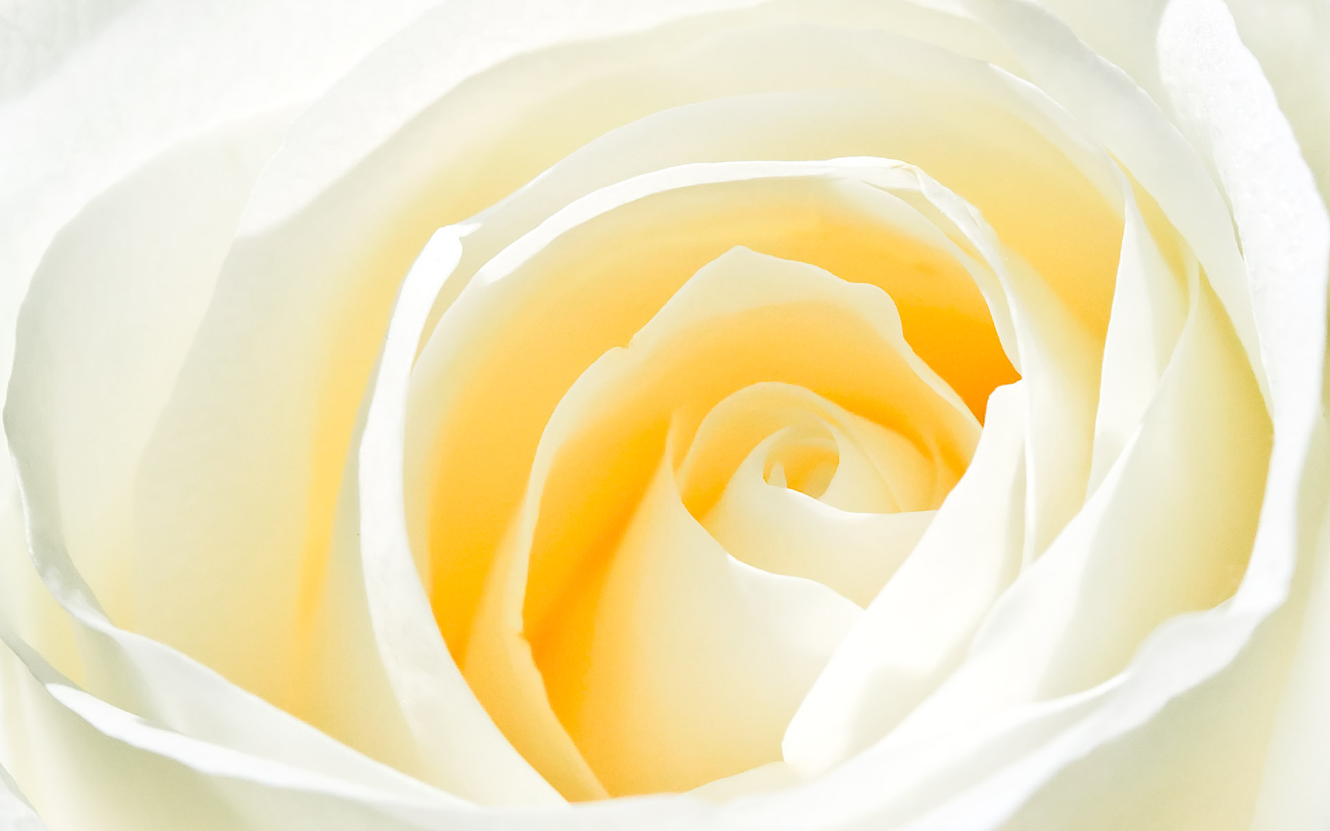 Бледный желто розовый. Бледно желтые цветы. Света светлая. Желтые розы.