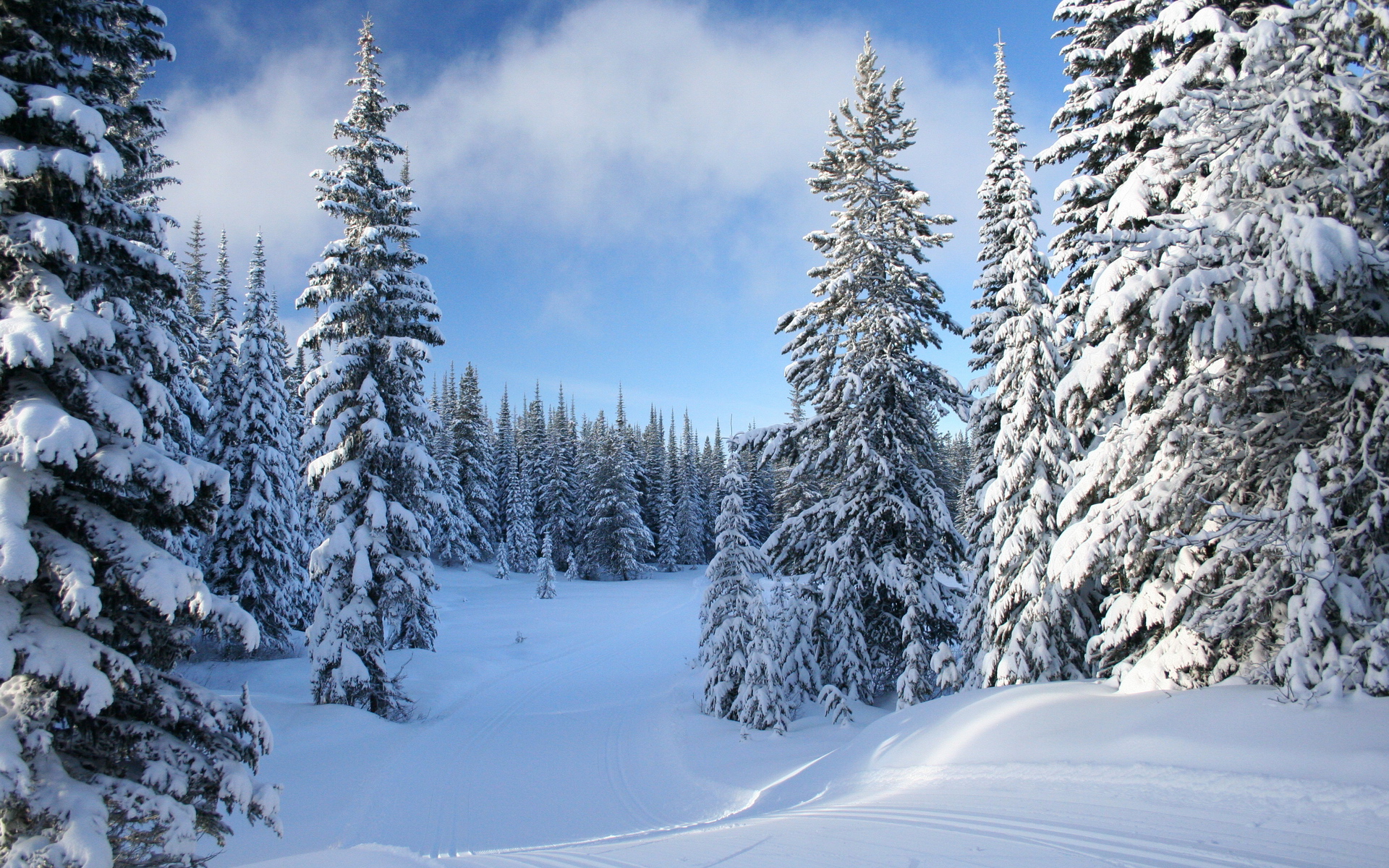 Winter forest. Зимний лес. Еловый лес зимой. Сказочный зимний лес. Снежный лес.