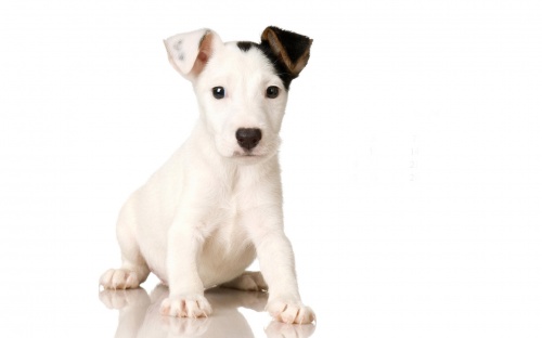Dogs Wallpapers (50 обоев)