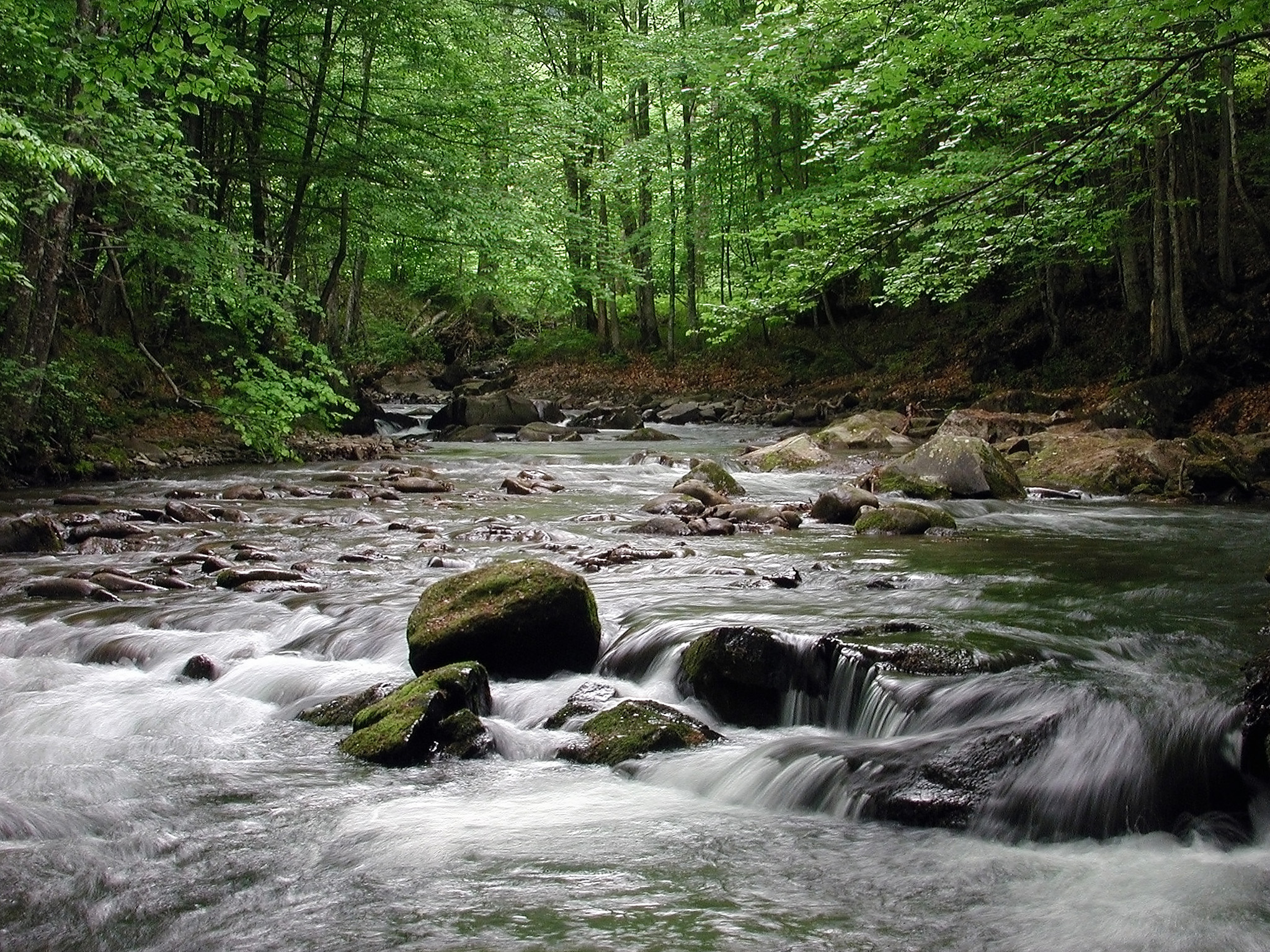 Живая природа 13.3. Горный ручей. Живая природа. Живая природа фото. Горная река камни вода.